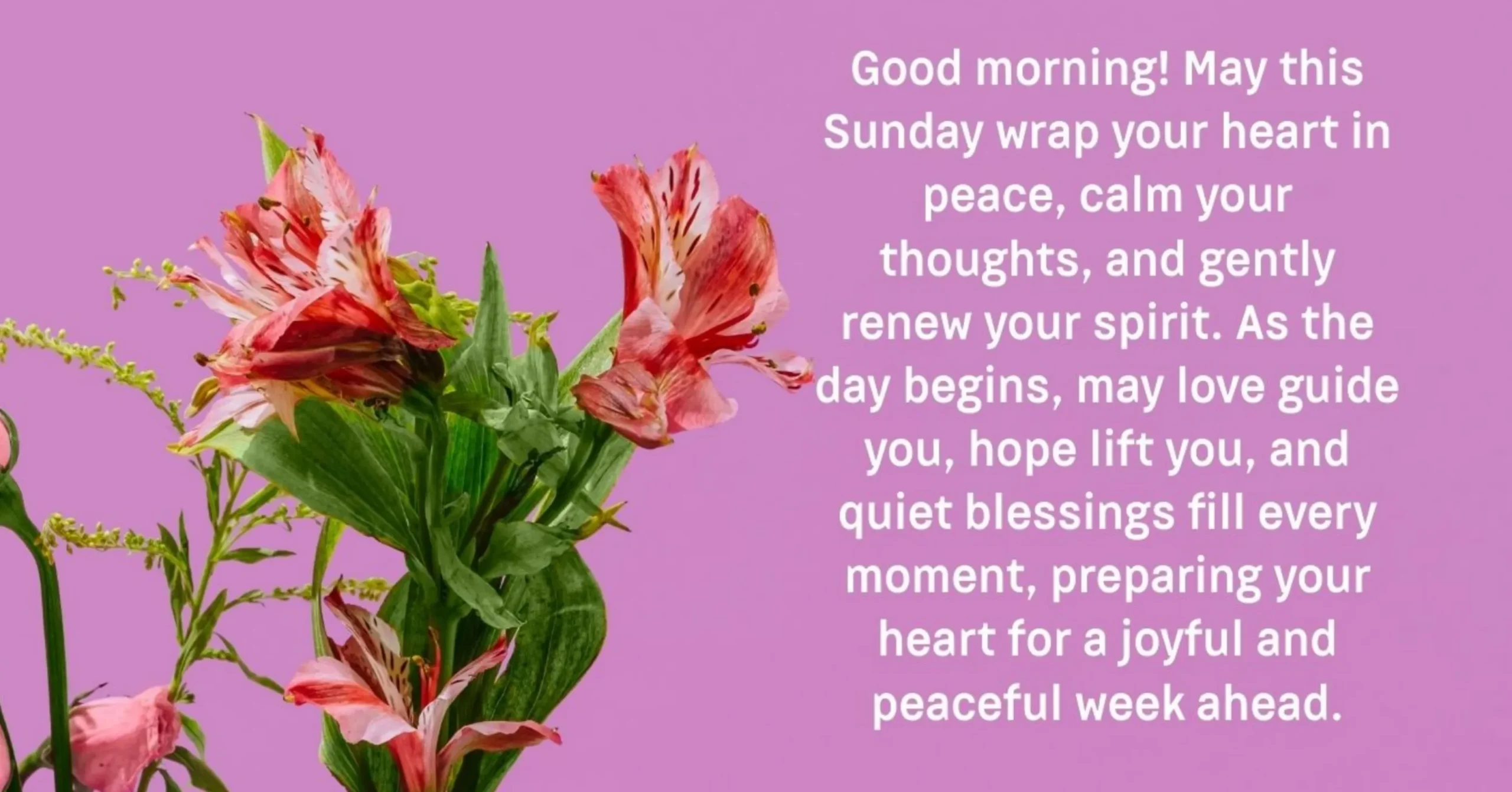 105+ Beautiful Good Morning Sunday Blessings and Wishes With Images